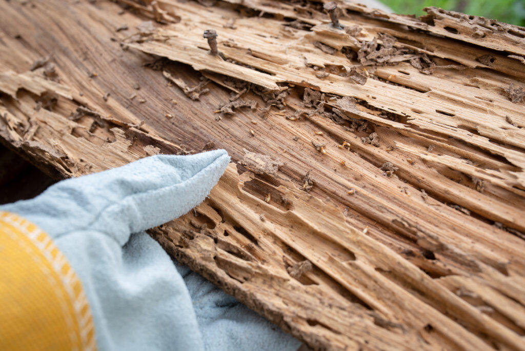 termite infested decking